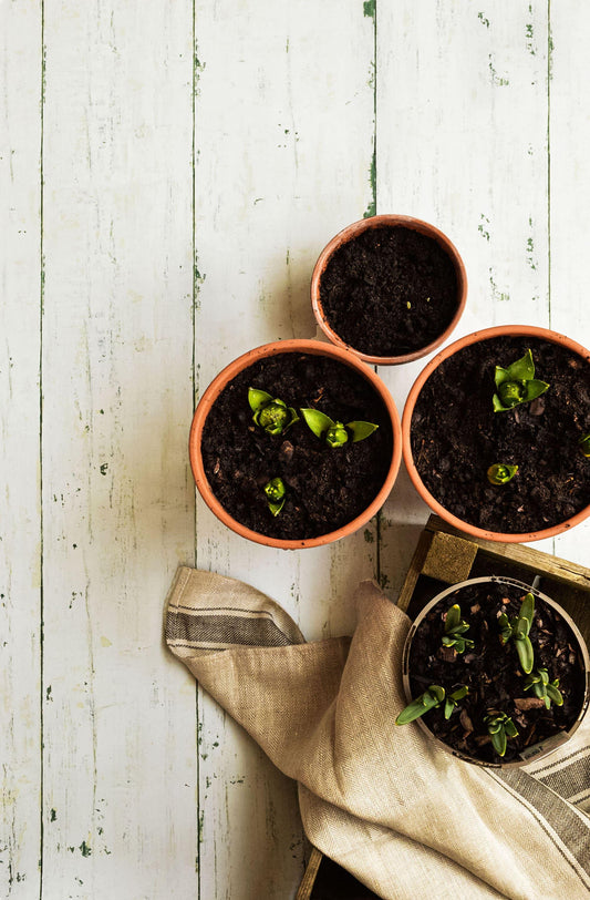 Photography Backdrop | Stockholm Green