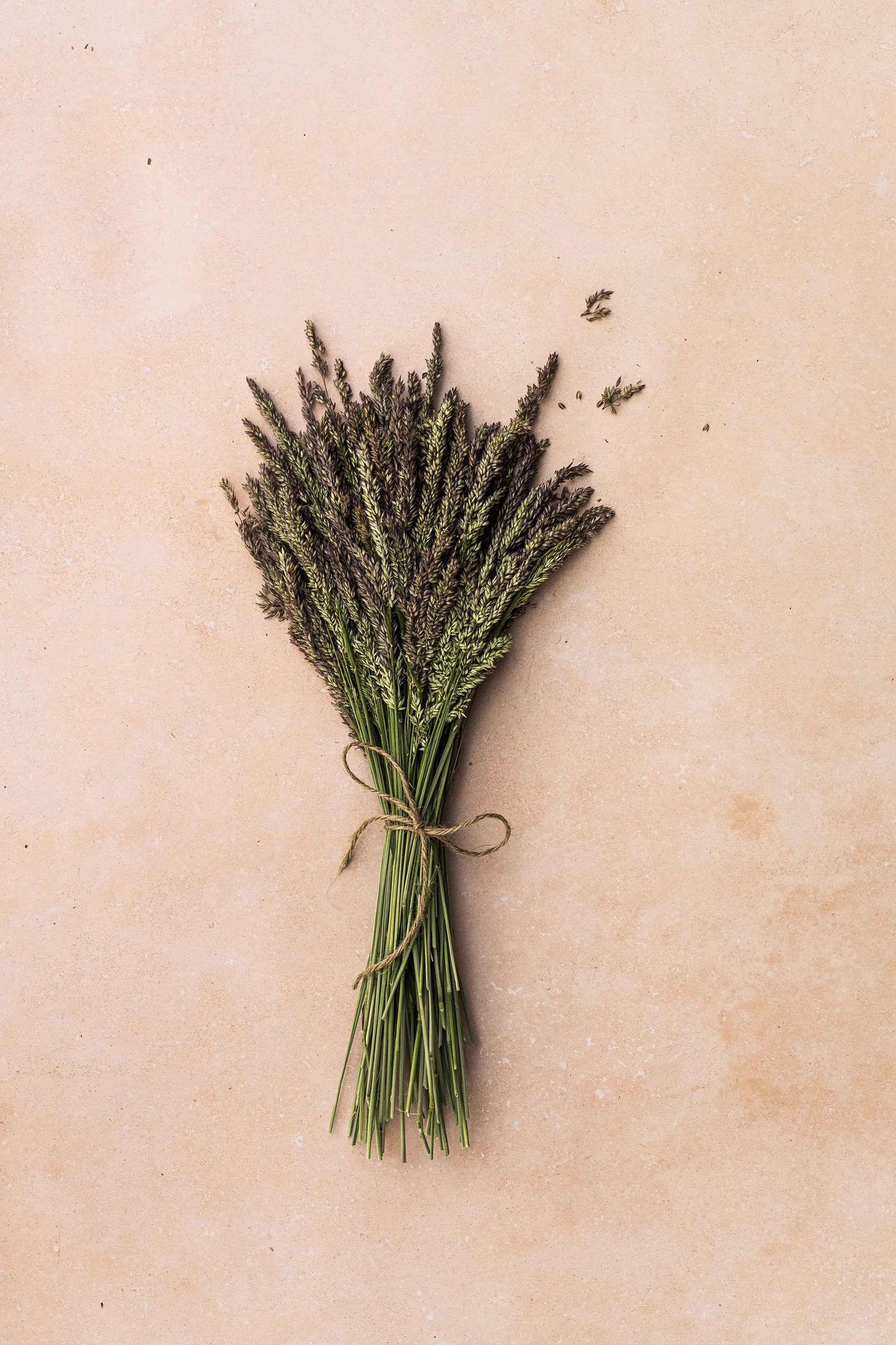 Photography Backdrop | Nectar